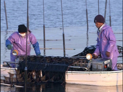 角船海苔摘み取り